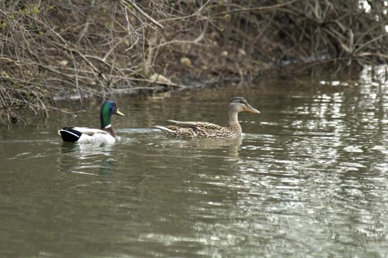 duck family