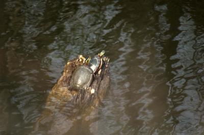 Turtles catching a warm ray