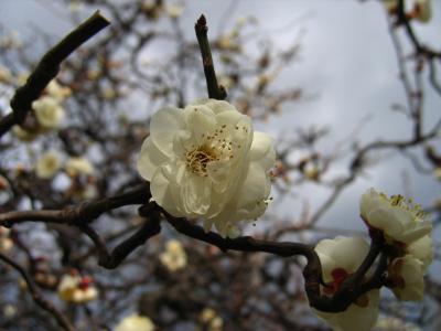 White apricot blossom