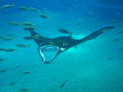Manta ray and school of fish