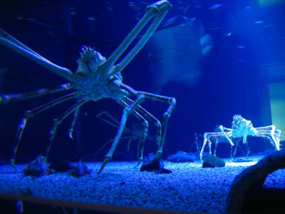 Spider crabs and scorpion fish