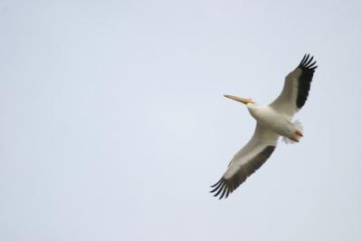 u15/xtranch/medium/38751968.whitepelican.jpg