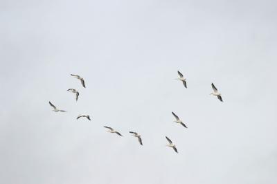 u15/xtranch/medium/38751969.whitepelicans.jpg