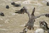 pelican landing.jpg