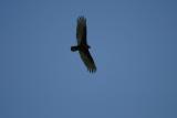 turkey vulture05.jpg