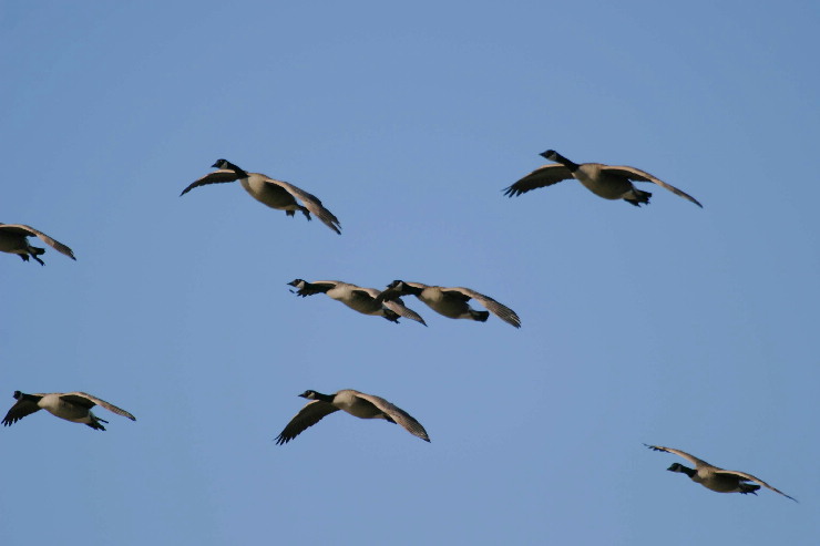 birds in flight