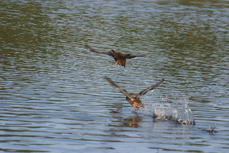 duck take off.JPG