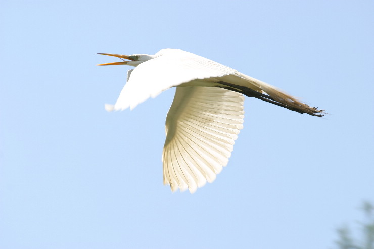 egret one.JPG