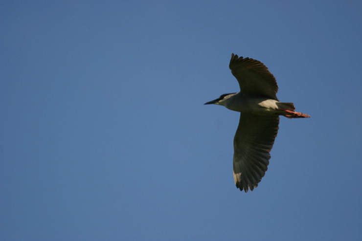 night heron.JPG