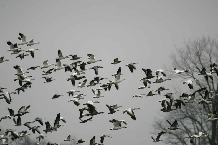 snow geese one.JPG