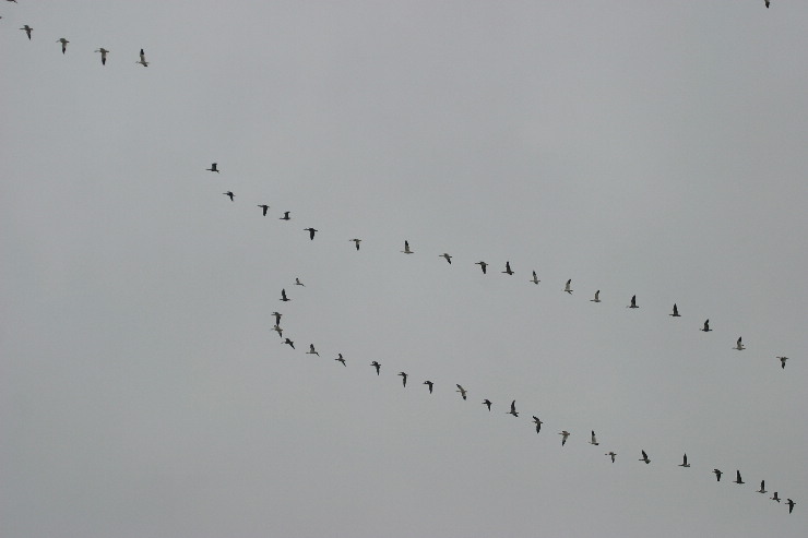 snow geese two.JPG