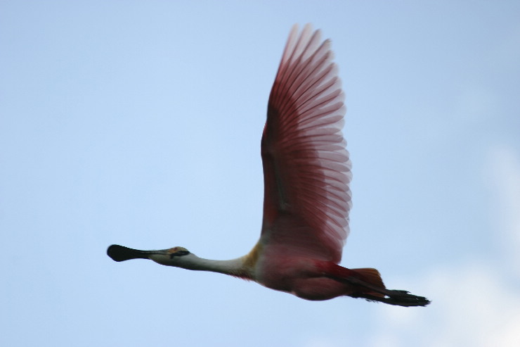 spoonbill two.JPG