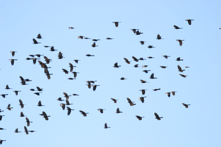 starlings.JPG