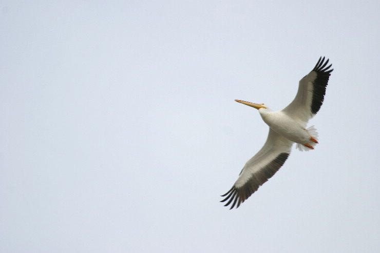 white pelican.JPG