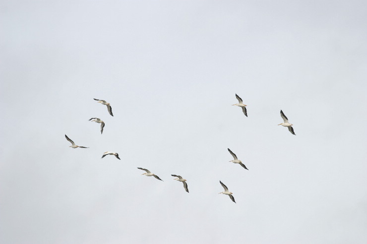 white pelicans.JPG