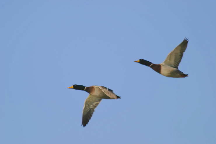 male mallards.JPG