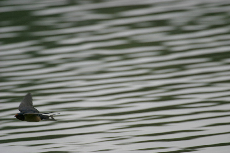 swallow on water.jpg