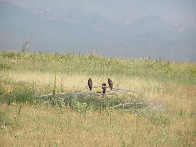 3fledglinghawks8-03.jpg