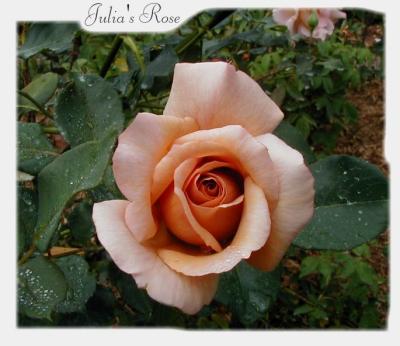 Julias Rose