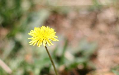 IMG_0210c.jpg