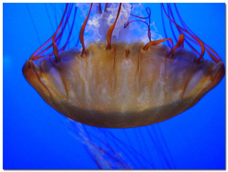Sea Nettle