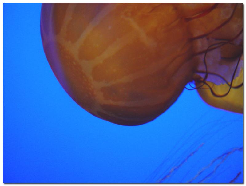 Sea Nettle