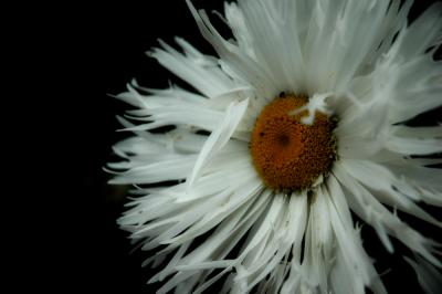 u15/zensimple/medium/41973698.whiteflowerdiffuse.jpg