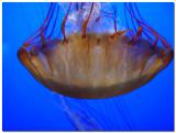 Sea Nettle