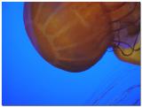 Sea Nettle