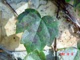 Green Leaf