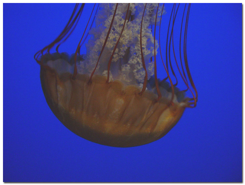 20050119 / Jelly