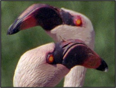 9861-04-zoo-flamingo_crop.jpg