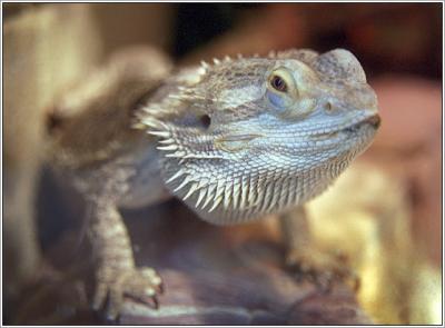 9861-07-zoo-yawerica_sml.jpg