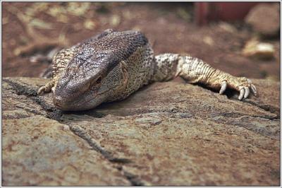 9861-08-zoo-yawerica_sml.jpg