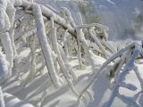 givre sur branches