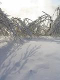 les branches enneigées