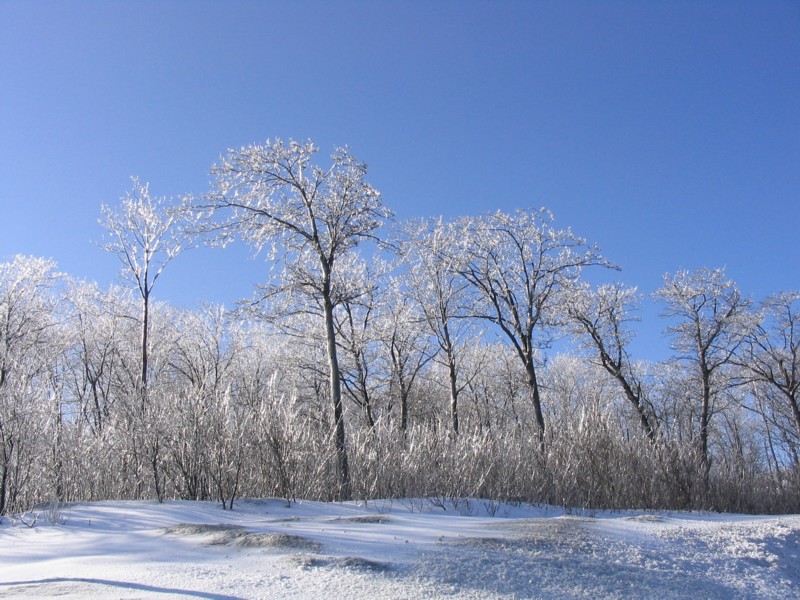 arbres verglacés
