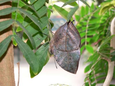 Indian leaf
