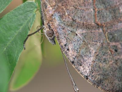 Indian leaf - macro