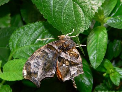 Tiger Leafwing - under