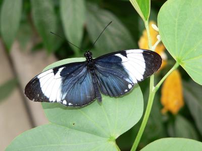 Blue and White Longwing - top