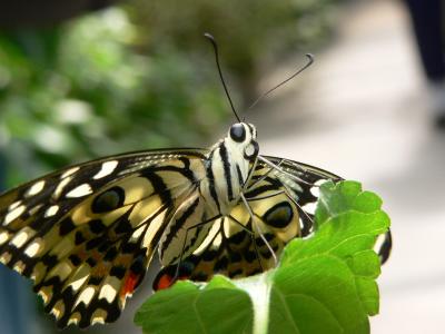 CITRUS  SWALLOWTAIL  Gallery