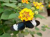 Blue & White Longwing (Cyndo)