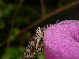 Citrus Swallowtail sipping sugar-water