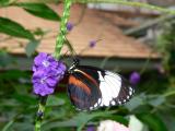 Blue & White Longwing - under