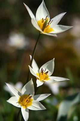 stars in white and yellow