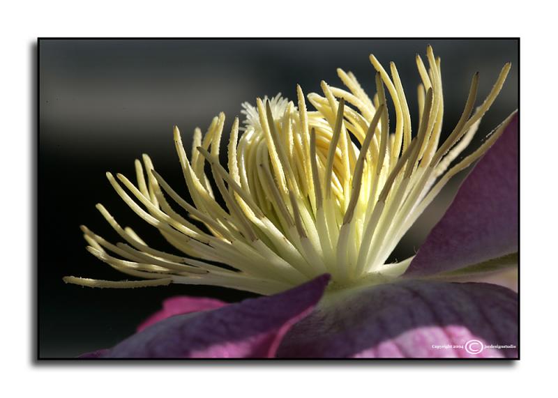 Clematis Stamens.jpg