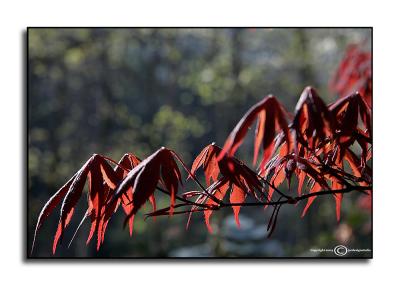 Acer palmatum 'Bloodgood'  April 14