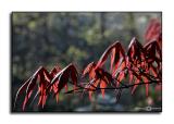 Acer palmatum Bloodgood <p> April 14