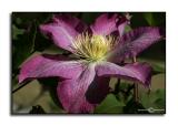 Clematis hybrid Comtesse de Bouchard <p> April 17